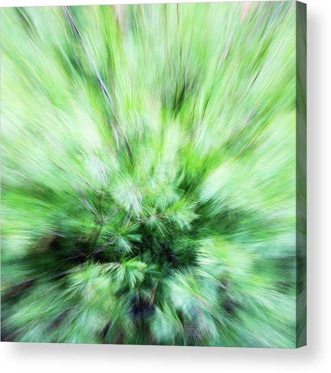 Pine Acrylic Print featuring the photograph Abstract Leaves 7 by Rebecca Cozart