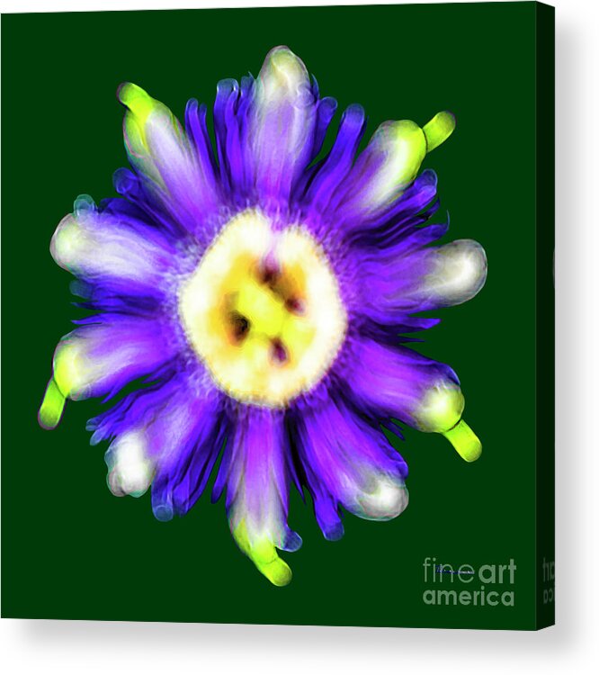 Abstract Acrylic Print featuring the photograph Abstract Passion Flower in Violet Blue and Green 002g by Ricardos Creations