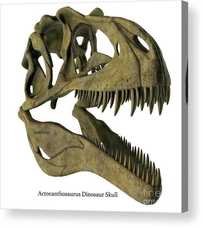 Acrocanthosaurus Acrylic Print featuring the digital art Acrocanthosaurus Skull with Font by Corey Ford