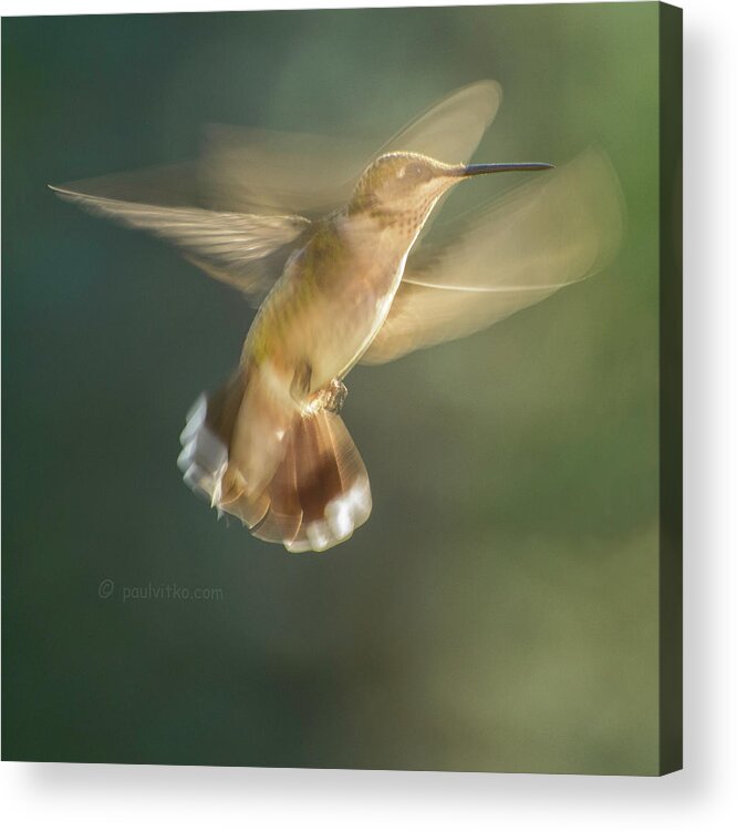 Hummingbirds Acrylic Print featuring the photograph Aerial Dancing.... by Paul Vitko