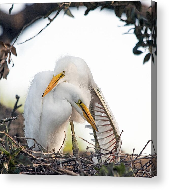 Egret Acrylic Print featuring the photograph Affectionate Chicks by Kenneth Albin