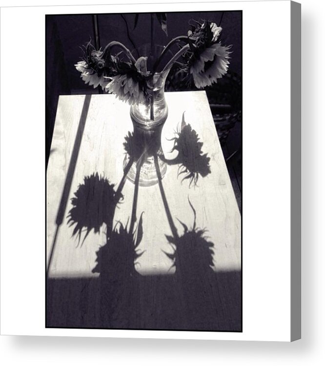 Brypix_sunflowers Acrylic Print featuring the photograph Afternoon Light. The Sunflowers by Peter Bryenton