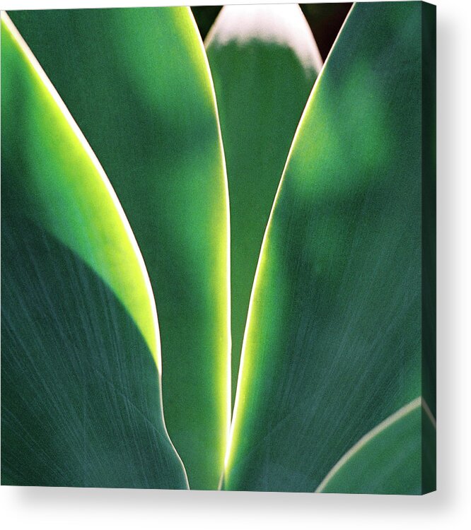 Surfing Acrylic Print featuring the photograph Agave by Nik West
