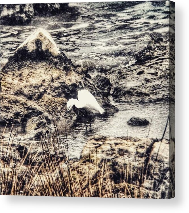 Igersfoggia Acrylic Print featuring the photograph #airone #heron #siponto #manfredonia by Michele Stuppiello