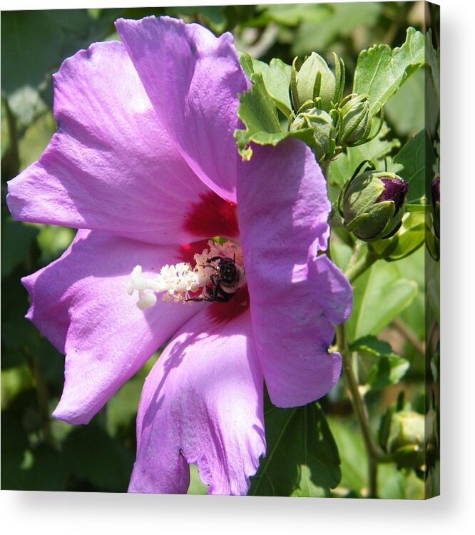 Flower Acrylic Print featuring the painting Althea by Virginia Potter