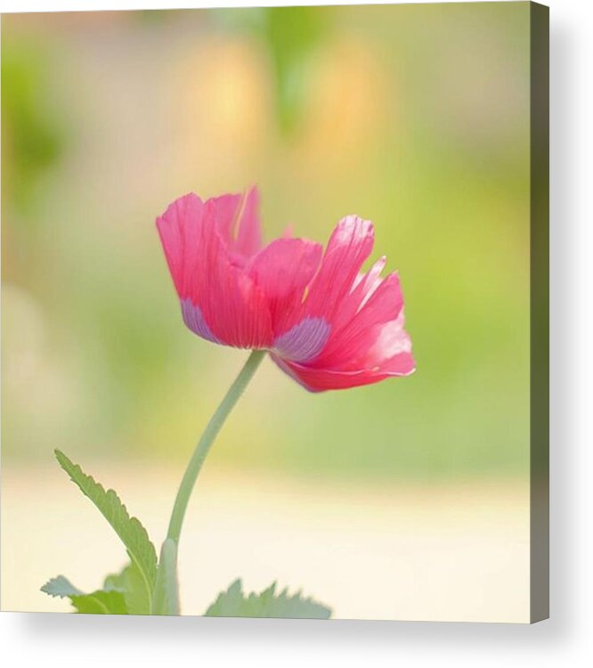 Macroworld_ Acrylic Print featuring the photograph Always Love These Big Poppy's! by Sungi Verhaar