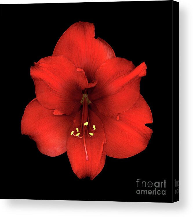 American Acrylic Print featuring the photograph Amaryllis Red by Christopher Gruver