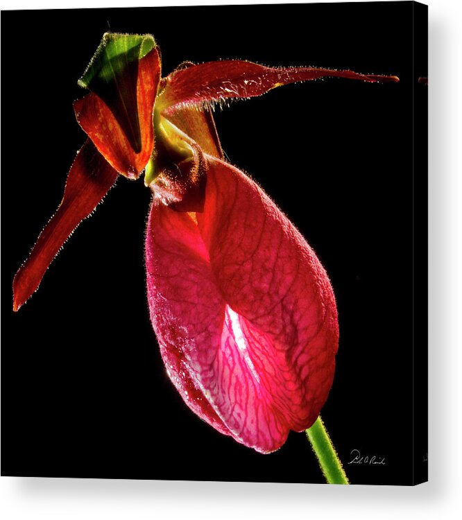 Photography Acrylic Print featuring the photograph An Alien Grows Among Us by Frederic A Reinecke