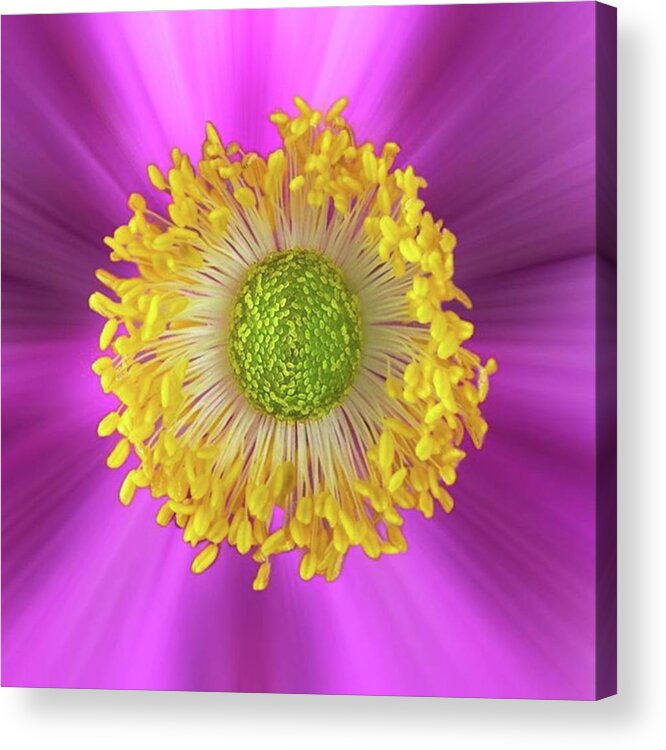 Beautiful Acrylic Print featuring the photograph Anemone Hupehensis 'hadspen by John Edwards