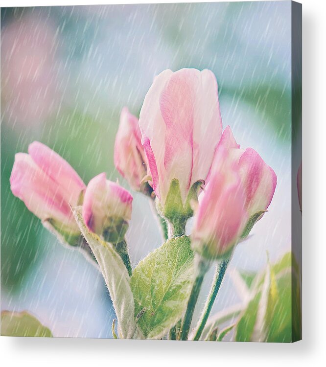 Apple Blossoms In The Rain Print Acrylic Print featuring the photograph Apple Blossoms in the Rain 12x12 Crop Print by Gwen Gibson