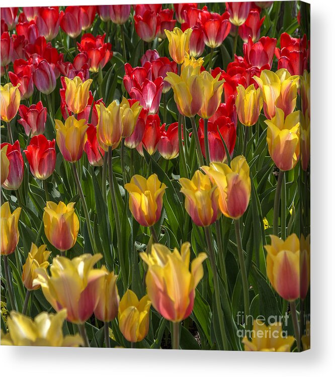 Tulip Acrylic Print featuring the photograph April Tulips by Spencer Baugh