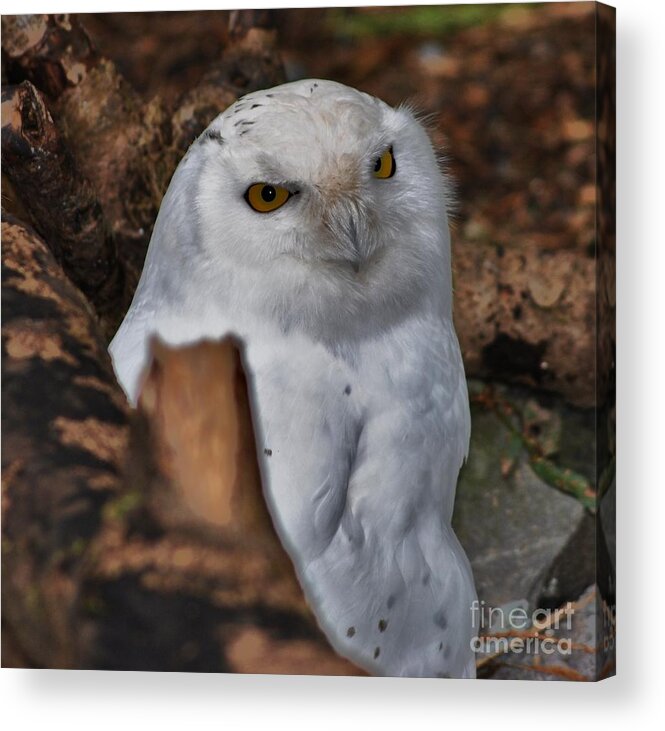 Arctic Snow Owl Acrylic Print featuring the photograph Arctic snow owl by Frank Larkin