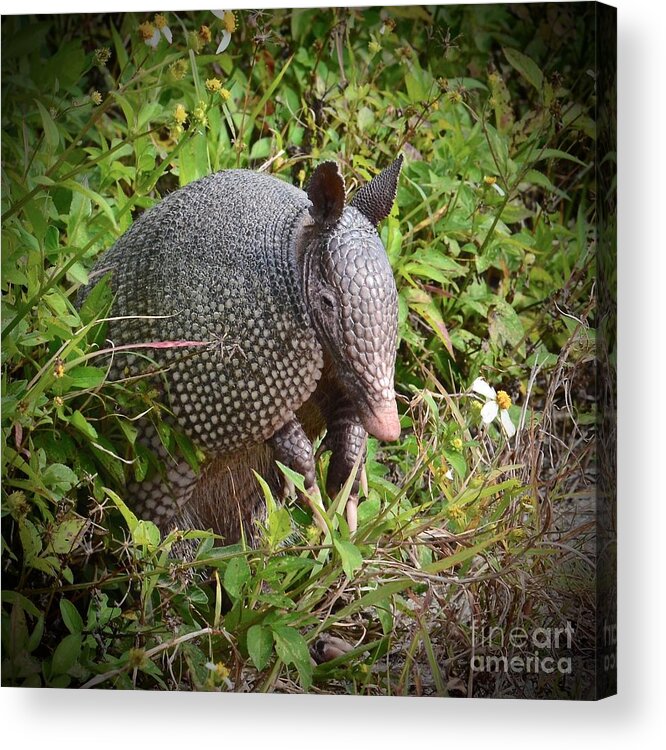 Nose Acrylic Print featuring the photograph Armadillo and Flower by AnnaJo Vahle