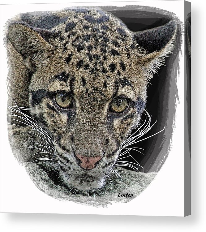 Asian Cloud Leopard Acrylic Print featuring the digital art Asian Cloud Leopard by Larry Linton