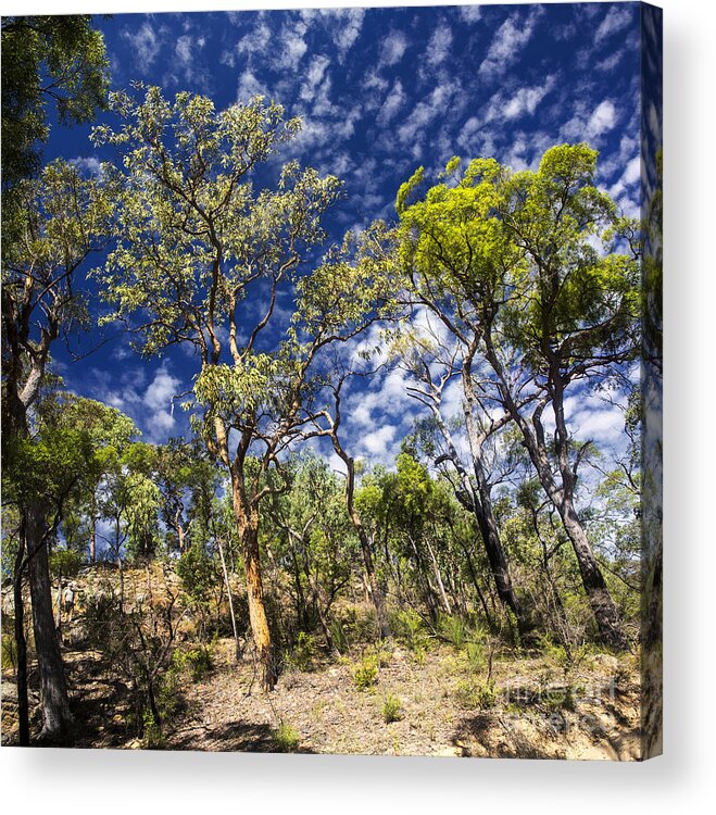 Australian Bush Acrylic Print featuring the photograph Australian bushland by Sheila Smart Fine Art Photography