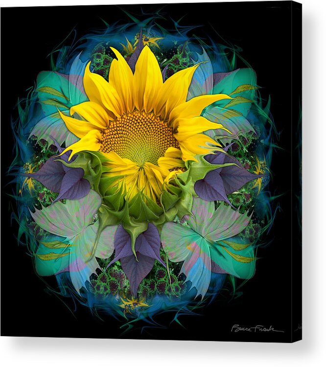 Sunflower Acrylic Print featuring the photograph Awakening by Bruce Frank