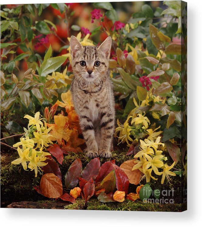 Kitten Acrylic Print featuring the photograph Azalea Ambush by Warren Photographic