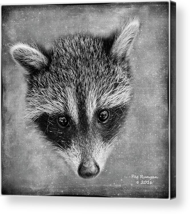 Raccoon Acrylic Print featuring the photograph Baby Face by Peg Runyan