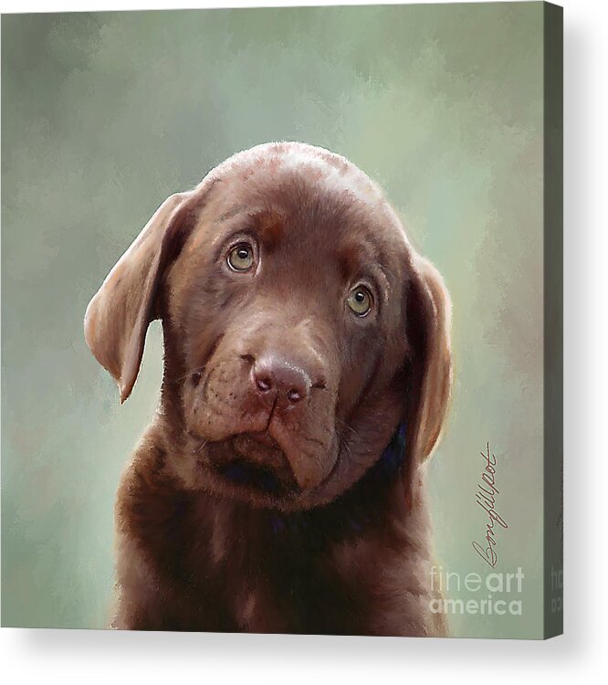 Chocolate Labrador Retriever Puppy Acrylic Print featuring the painting Baby Molly B by Bon and Jim Fillpot