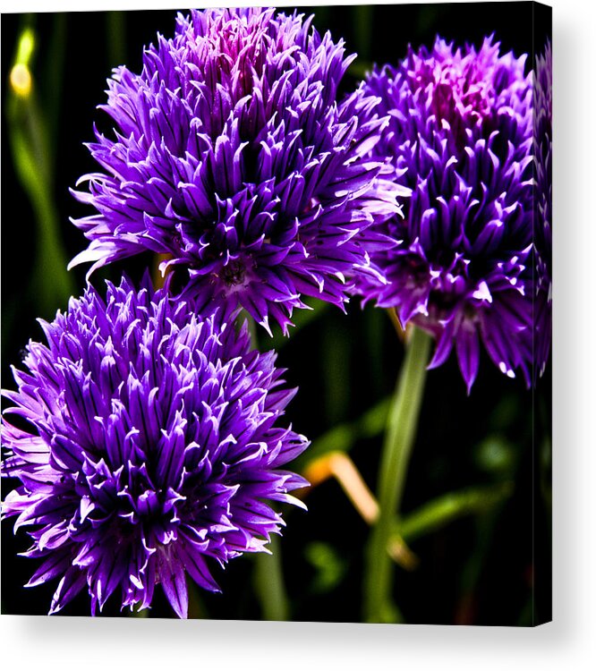 Bachelor's Buttons Acrylic Print featuring the photograph Bachelor's Buttons by David Patterson