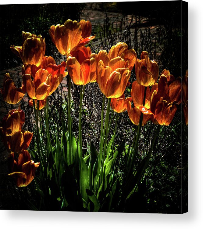 Backlit Tulips Acrylic Print featuring the photograph Backlit Tulips by David Patterson