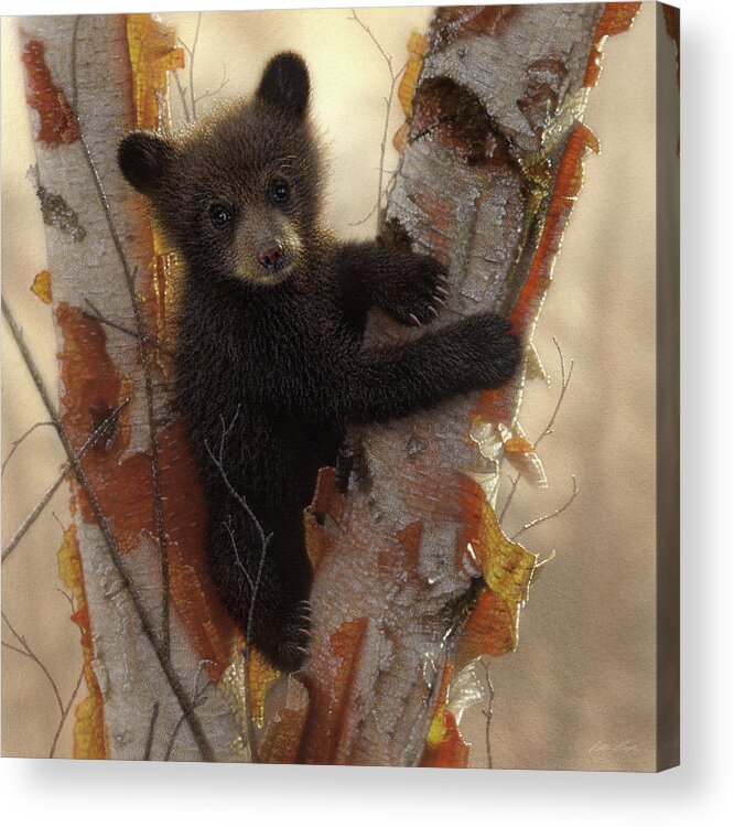 Bear Painting Acrylic Print featuring the painting Black Bear Cub - Curious Cub by Collin Bogle