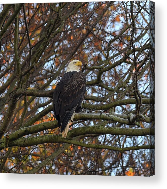 American Bald Eagle Acrylic Print featuring the photograph Bald Eagle by Gregory Blank