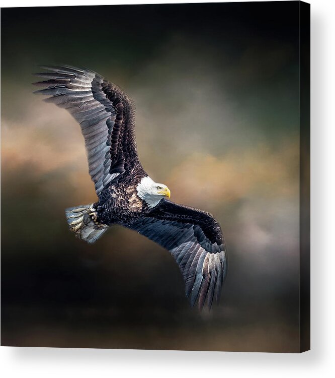 Bald Eagle Acrylic Print featuring the photograph Bald Eagle With Clouds by Paul Freidlund
