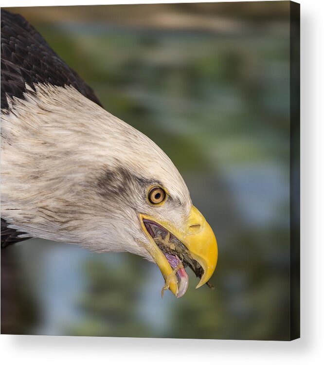 Bald Eagle Acrylic Print featuring the photograph Baldy Eating Lunch by Bill and Linda Tiepelman