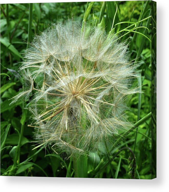 Nature Acrylic Print featuring the photograph Ball Of Seeds by Lyle Crump