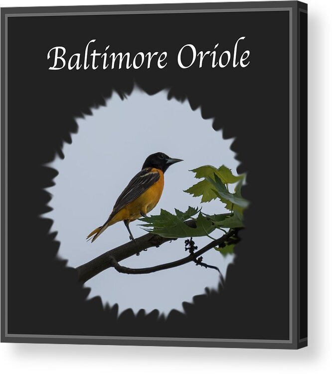 Baltimore Oriole Acrylic Print featuring the photograph Baltimore Oriole by Holden The Moment