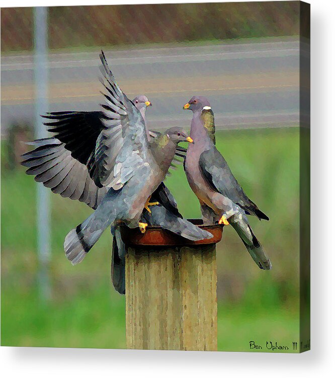 Birds Acrylic Print featuring the photograph Band-Tailed Pigeons #1 by Ben Upham III