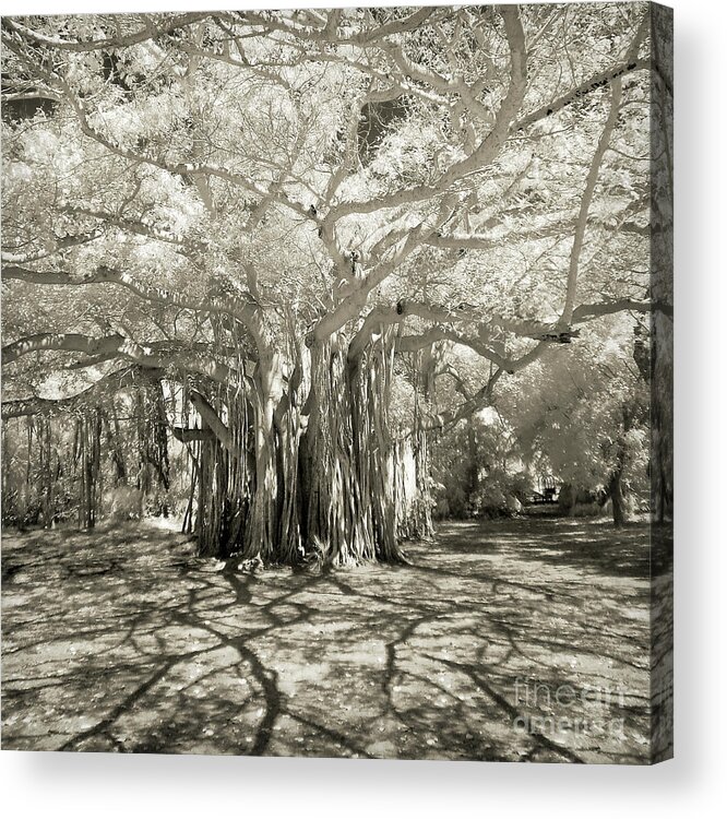 Banyan Acrylic Print featuring the photograph Banyan Strangler Fig Tree by Martin Konopacki