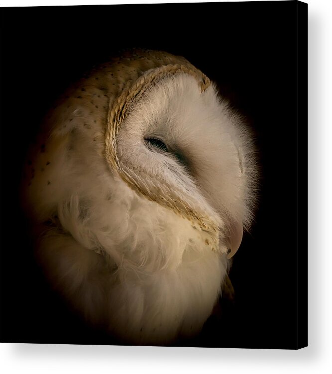 Barn Owl Acrylic Print featuring the photograph Barn Owl 6 by Ernest Echols
