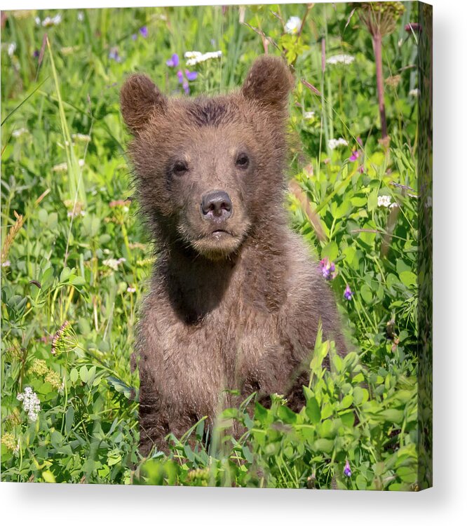 Bear Acrylic Print featuring the photograph Bear Cub Cuteness by Jack Bell