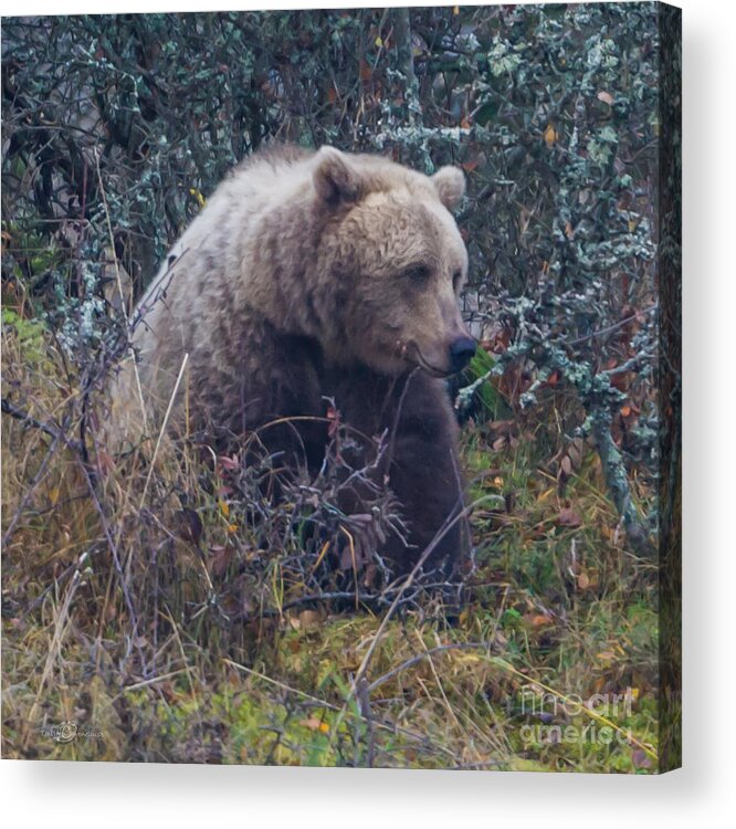 Bear Acrylic Print featuring the photograph Bear square by Torbjorn Swenelius