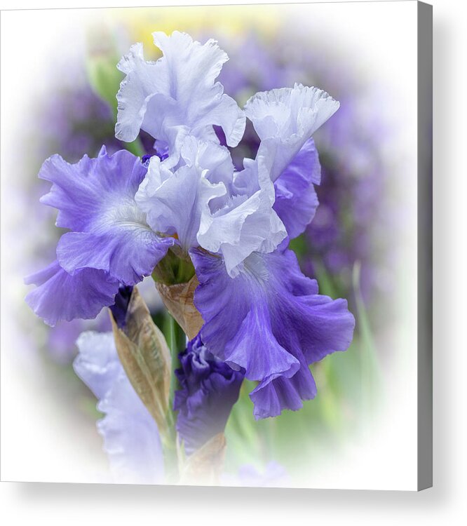 Iris Acrylic Print featuring the photograph Bearded Iris Purple and White by Carol Senske