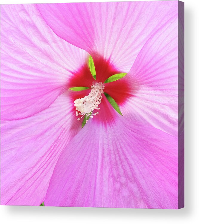 Flower Acrylic Print featuring the photograph Beautiful delicate pink hibiscus flower by GoodMood Art