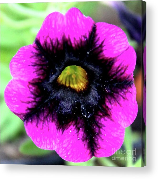 Flower Acrylic Print featuring the photograph Beautiful Flower by Annette Allman