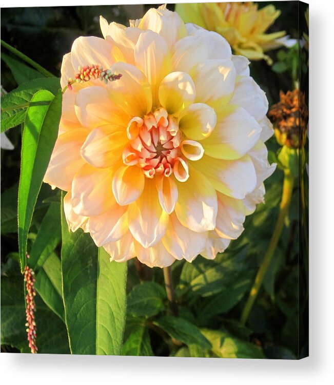 Flower Acrylic Print featuring the photograph Beautiful Flower by Suzanne DeGeorge