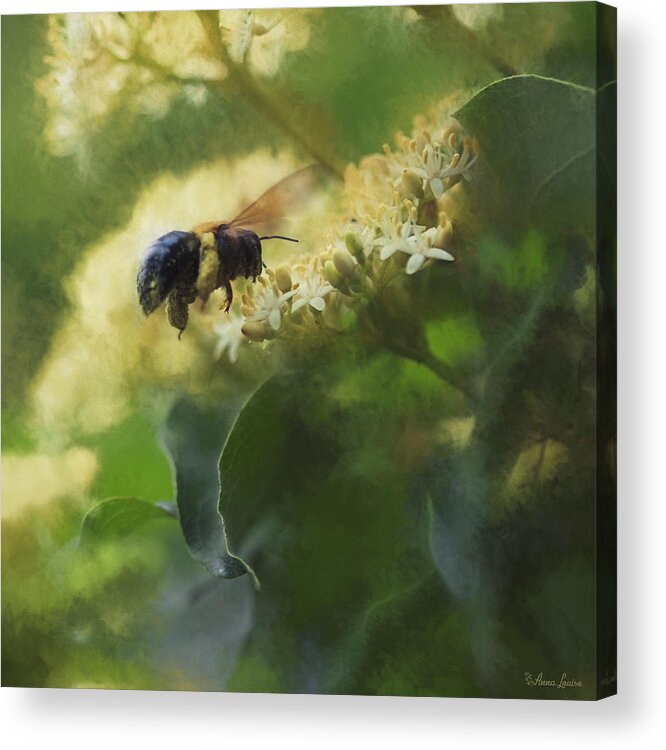 Bee And Elderberry Acrylic Print featuring the photograph Bee and Elderberry by Anna Louise