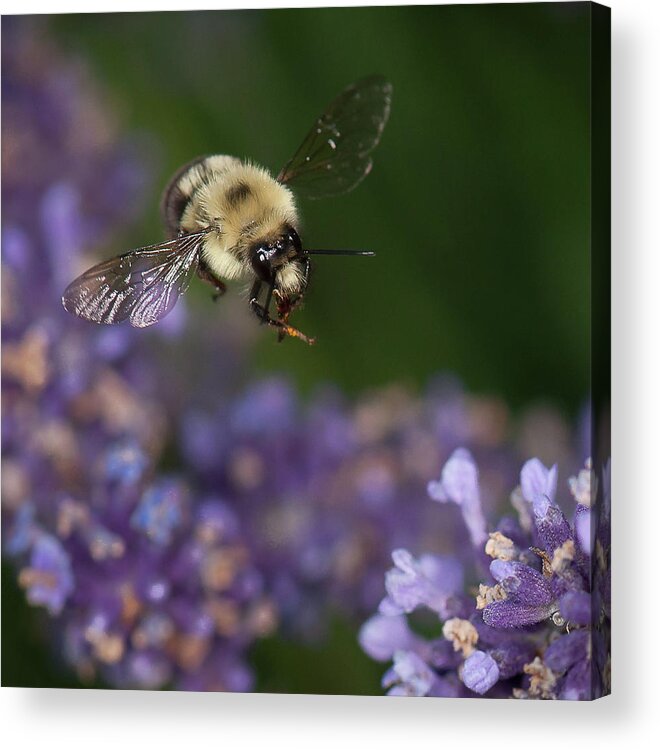 Bumblebee Acrylic Print featuring the photograph Bee approaches lavender by Len Romanick