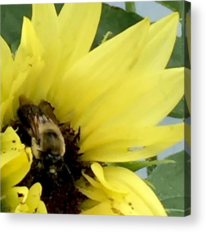 Sunflower With Ber Acrylic Print featuring the photograph Bee in Sunflower by Monica Sassano