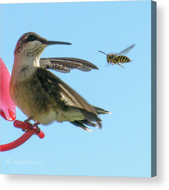 Hummingbird Acrylic Print featuring the photograph Bee_bird by Paul Vitko