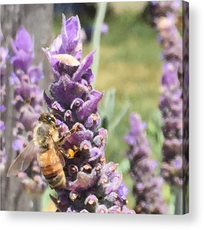 Nofilter Acrylic Print featuring the photograph Busy Bee #1 by Nancy Ingersoll