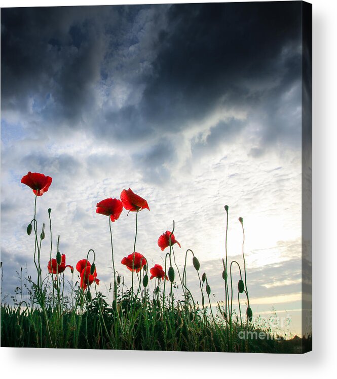Poppy Acrylic Print featuring the photograph Before the Storm by Franziskus Pfleghart