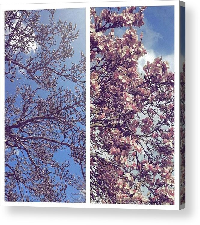 Beforeandafter Acrylic Print featuring the photograph #beforeandafter #springblossom #flowers by Danielle Black