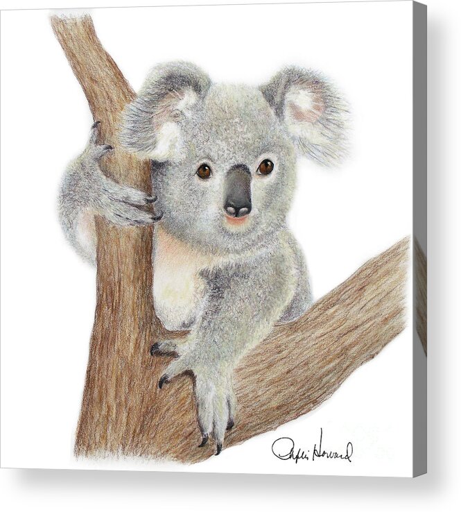 Koala Acrylic Print featuring the drawing Believing by Phyllis Howard