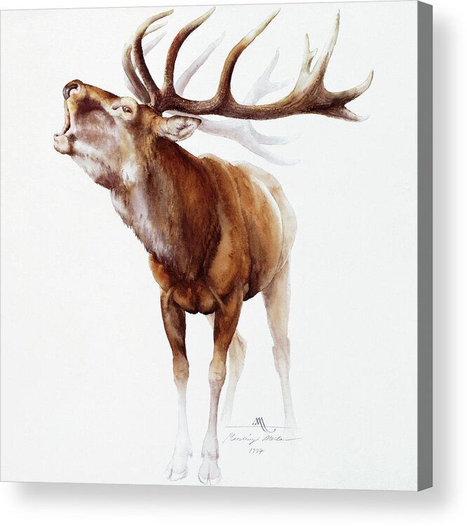  Belling Stag Acrylic Print featuring the painting Belling Stag Watercolor by Attila Meszlenyi