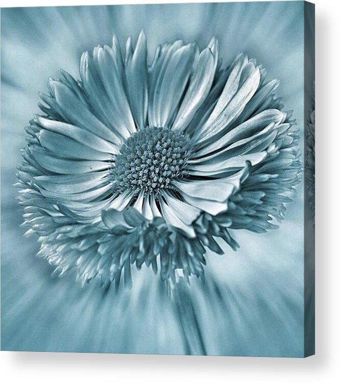 Beautiful Acrylic Print featuring the photograph Bellis In Cyan 
#flower #flowers by John Edwards